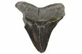 Bargain, Fossil Megalodon Tooth - Huge Tooth #101483-2